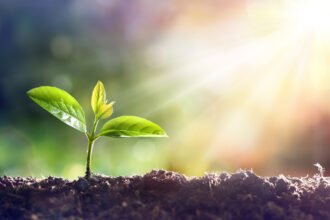 Top Growth Stock Picks Every Investor Should Consider