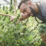 Is Tilray Brands Stock a Buy Before Oct. 9?