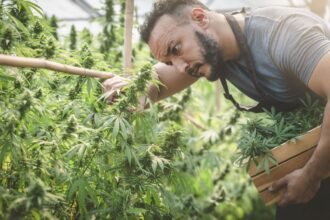 Is Tilray Brands Stock a Buy Before Oct. 9?