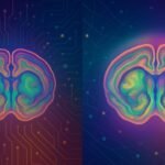 Revolutionizing Brain Mapping: How AI is Transforming Neuroscience Research