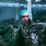 Rising Excitement: The Surge of Tilray Stock