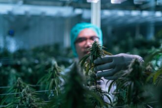 Rising Excitement: The Surge of Tilray Stock
