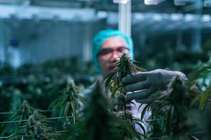 Rising Excitement: The Surge of Tilray Stock