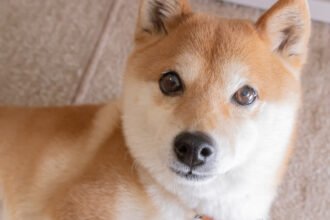 What Lies Ahead for Shiba Inu in the Next Year?