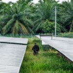 From Palm Oil to Pixels: Malaysia’s Transformation into Data Hubs