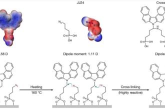 Maximizing Stability: Universal Cross-Linking Strategy for Enhanced Performance in Inverted Perovskite Solar Cells