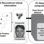 The Power of Super Recognizers: How Unique Eye Patterns Give AI an Edge in Face Matching