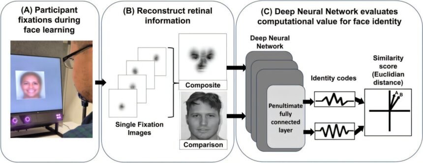 The Power of Super Recognizers: How Unique Eye Patterns Give AI an Edge in Face Matching