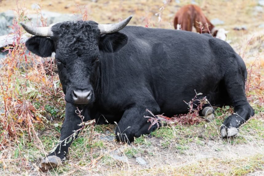 Potential for a Chip Sector Rally: Bulls on the Horizon