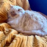 The Money-Saving Magic of a Heated Throw