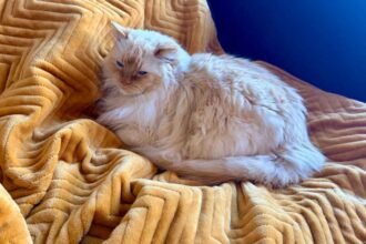 The Money-Saving Magic of a Heated Throw